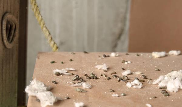 Protecting Your Archdale Home from Termites and Other Pests